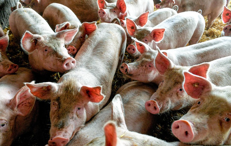 Pestă porcină africană lângă România. Bulgaria sacrifică 24.000 de porci după descoperirea unui nou focar