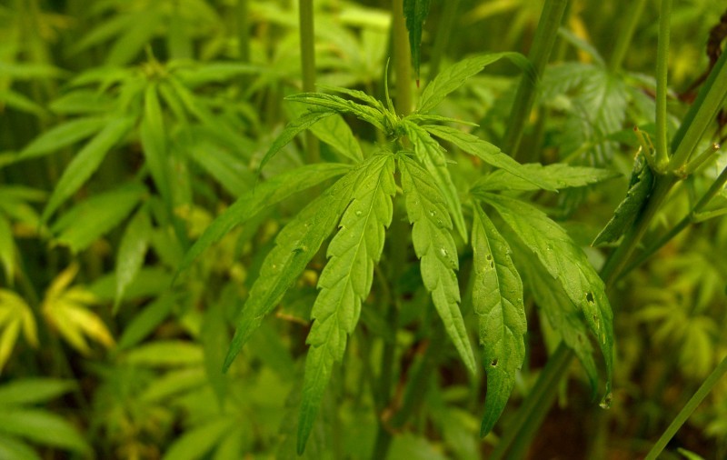 Cultură de canabis la Teleorman. Cinci persoane audiate pentru trafic de droguri