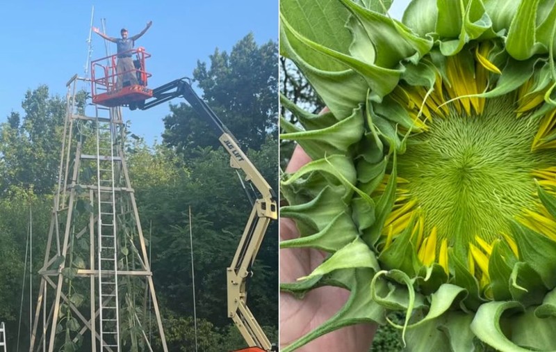 Un bărbat a crescut cea mai mare floarea-soarelui din lume și i-a pus numele „Trifoi”. Ce înălțime are planta