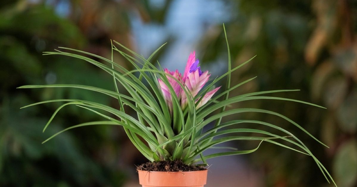 Tillandsia - plantare, îngrijire, simbolistică si origine - Foto Shutterstock.com