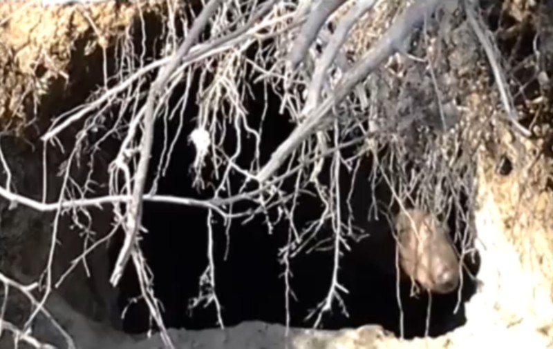 Ce crezi că face un urs ÎN TIMPUL HIBERNĂRII? Uite aici IMAGINILE INEDITE| VIDEO