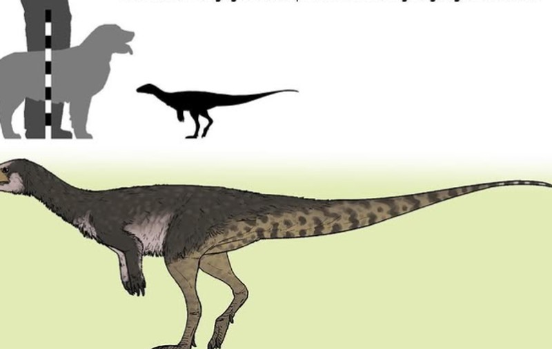 Un dinozaur de mărimea unui pui de găină rescrie istoria răspândirii acestora pe Pământ