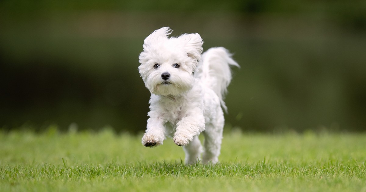 Bichon Maltez - ce caracteristici are una dintre cele mai vechi rase de câini