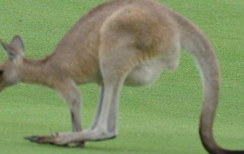 Australia denunţă folosirea cangurilor în publicitatea la ţigări 