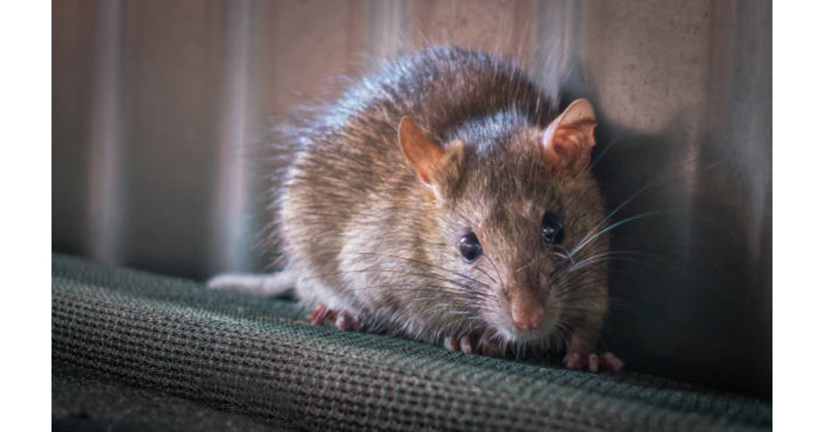A Brown Rat (Rattus norvegicus) looks at the camera, caught by surprise.