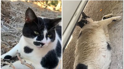 Chonkus-Maximus-Creta