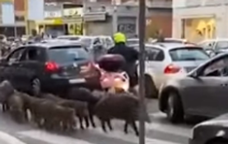 Apariţia mistreţilor pe străzile din Roma, motiv de ceartă în campania electorală pentru primăria oraşului