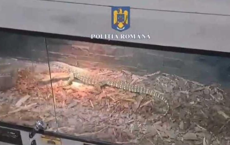 Șerpi, tarantule și scorpioni, într-un apartament din Ploiești: peste 150 de animale au fost găsite în casa unui tânăr. Ce le-a motivat polițiștilor