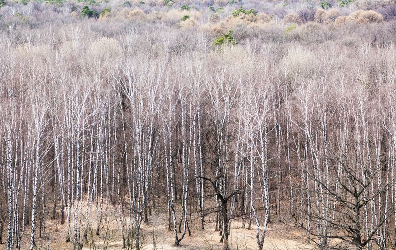 Cum va fi vremea în perioada 17 martie - 13 aprilie 2025. Prognoza meteo pentru următoarele patru săptămâni