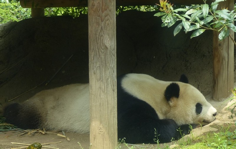 Cea mai veche grădină zoologică din Japonia aduce urșii panda în sufragerii, prin intermediul rețelelor sociale: “Oamenii mai uită de pandemie”