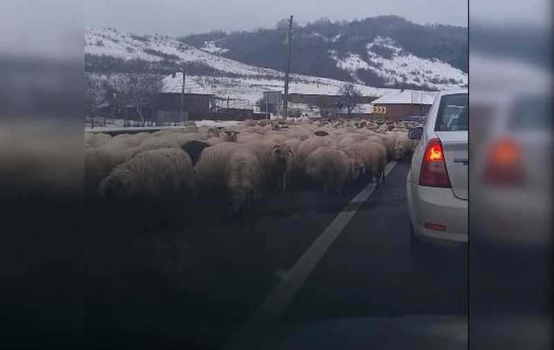 O turmă de oi a lins sarea de pe asfalt pe E81, în Sălaj. Mioarele scăpate de sub control, filmate de șoferi / VIDEO