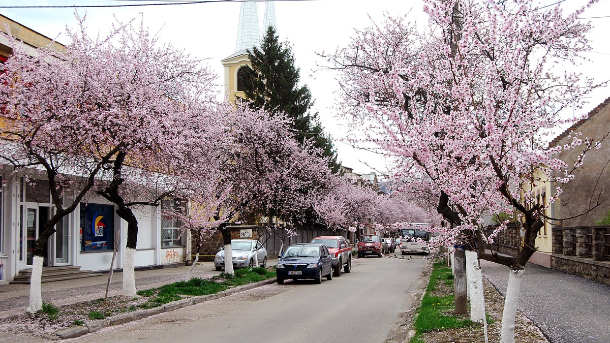 Arhiva foto