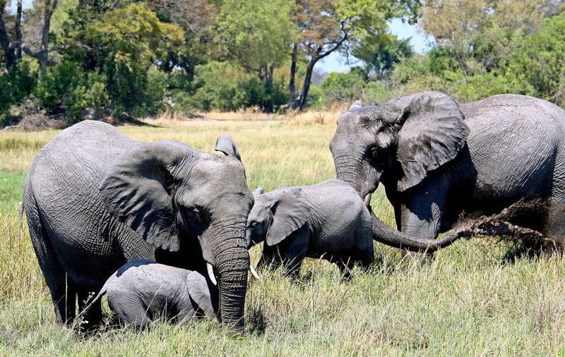 Botswana vinde permise pentru vânătoarea de elefanți. Cât costă să omori un animal