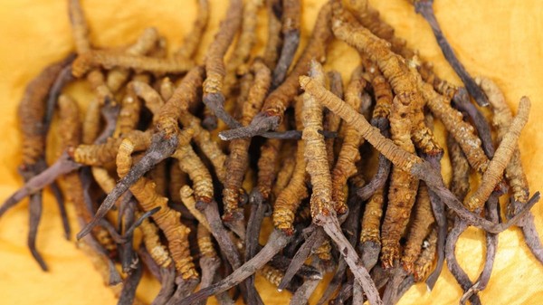 ordyceps sălbatic uscat pe fundal galben