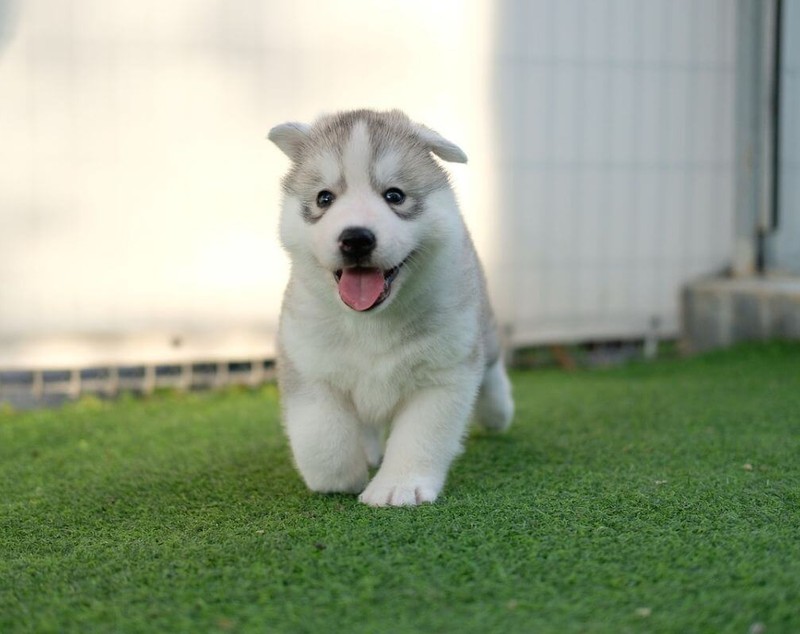 Husky - ce temperament are unul dintre cei mai frumoși câini din lume