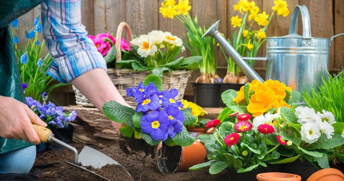 Flori de mai