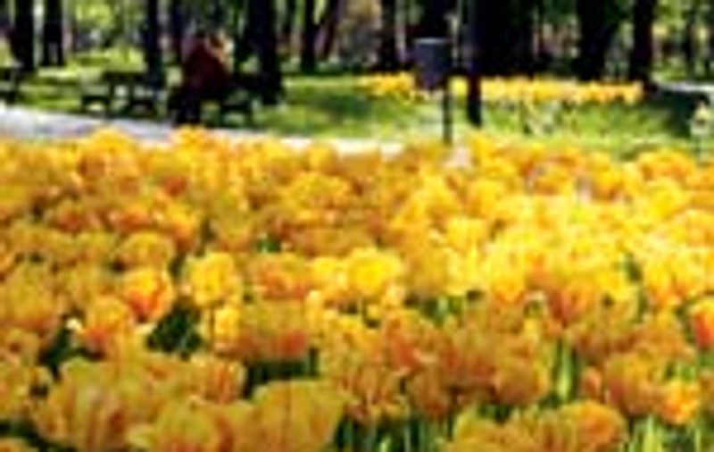 Ce de flori!