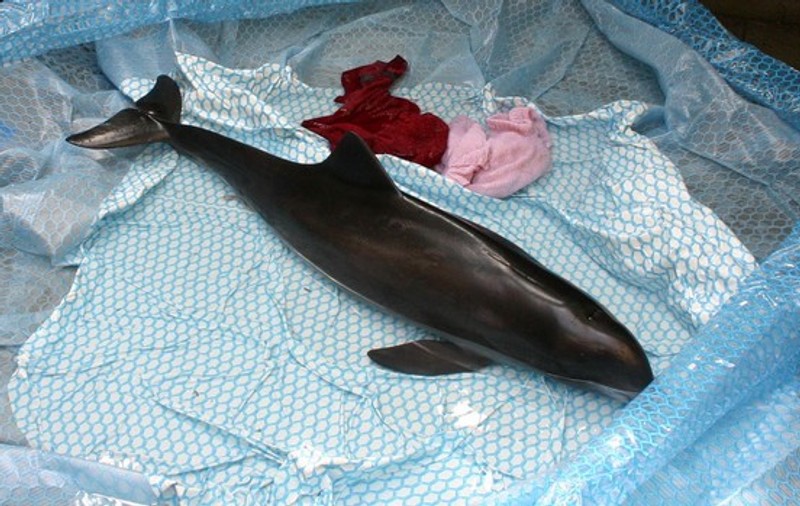 Delfin şi puiul său, morţi în urma poluării marine | ATENŢIE, IMAGINI EXPLICITE