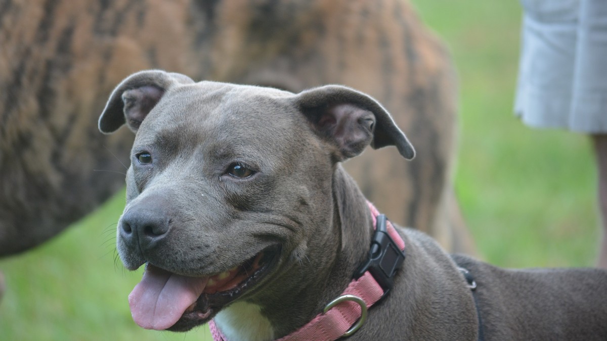 Bărbat sfâșiat de câini Amstaff într-o localitate din județul Neamț