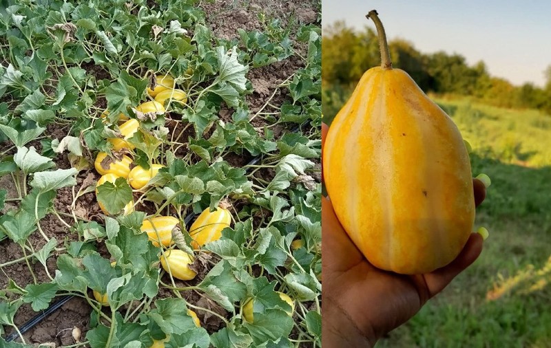 Un tânăr din Arad s-a întors din Germania ca să cultive pepeni cu gust de pară: „Mai este numit și pepene-ananas”