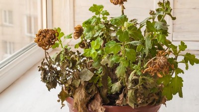 mamă primit floare ofilita