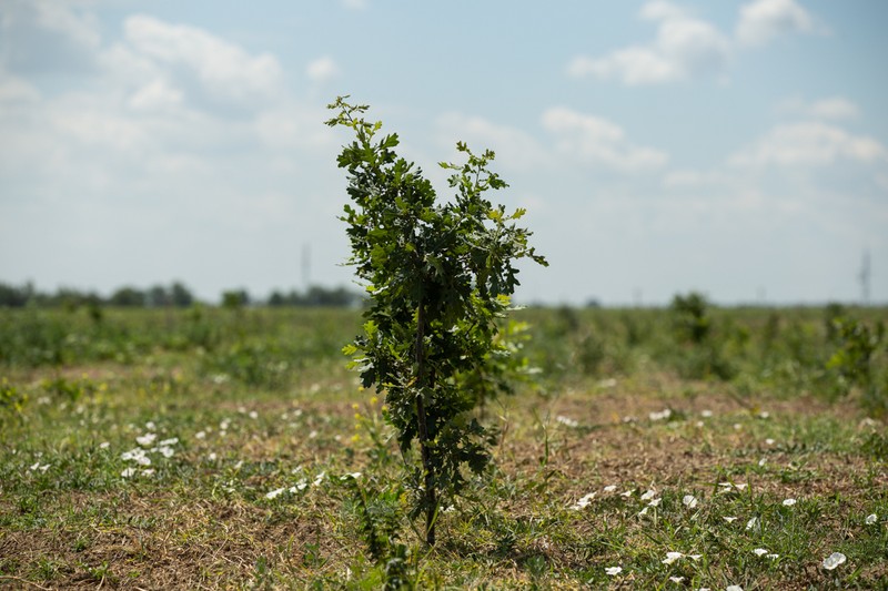 Puţini stejari au rezistat după plantarea din aprilie 2018