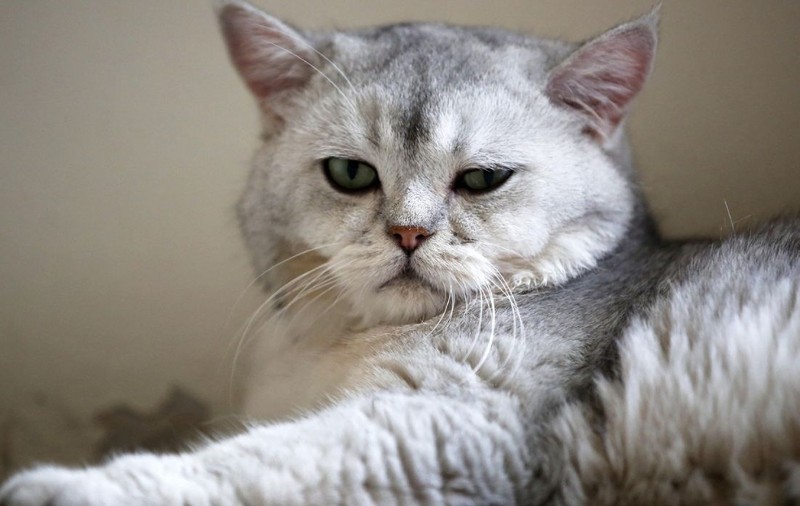 Doi soți din India divorțează pentru că animalele lor de companie nu se înțeleg. Femeia refuză categoric să renunțe la pisică