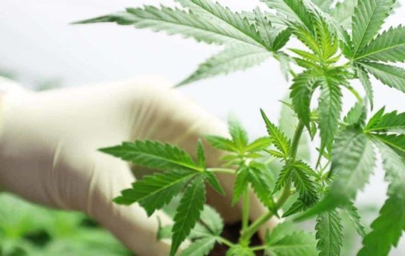 Legalizarea canabisului în scop medicinal, adoptată tacit de Senat