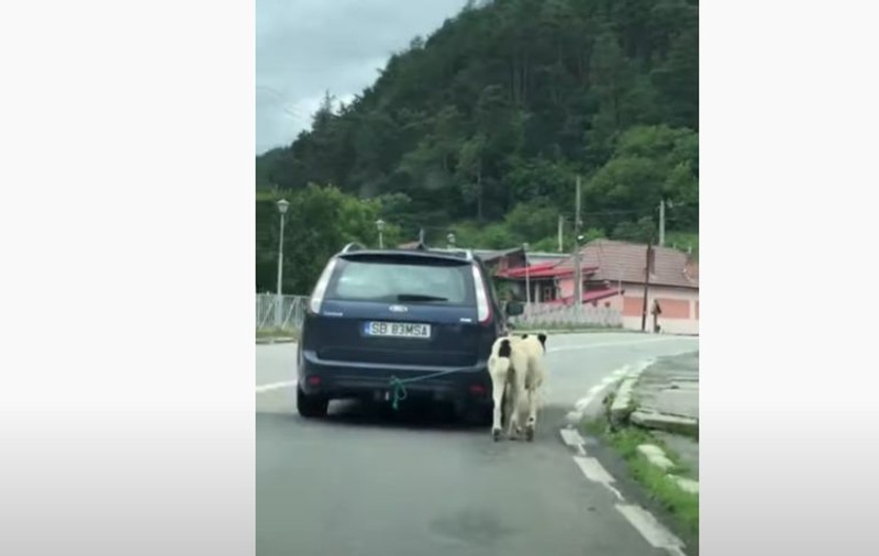 Câine scos la plimbare prin Rășinari, legat de cârligul de la mașină. Stăpânul „era agresiv verbal”