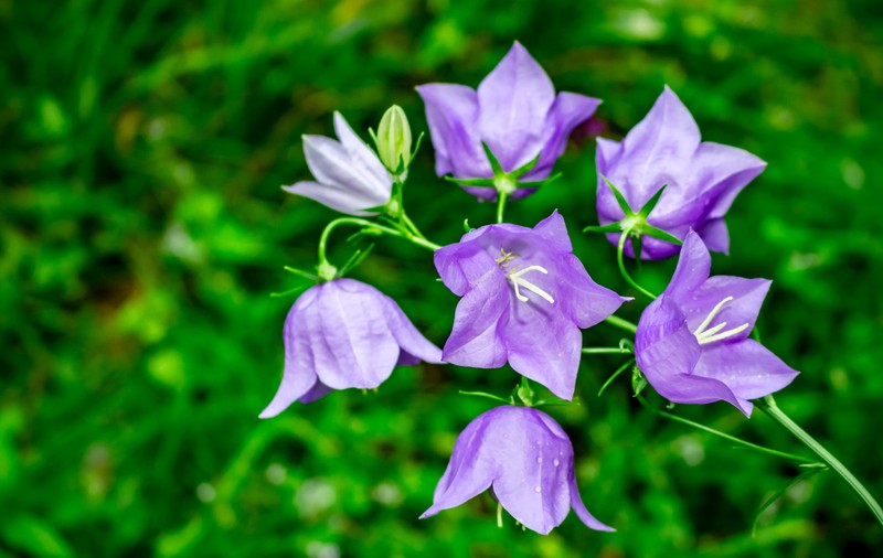 Campanula (Floarea de clopoțel) - sfaturi de îngrijire