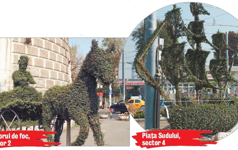 Piedone, ce urs ţi-ai adus în sector!