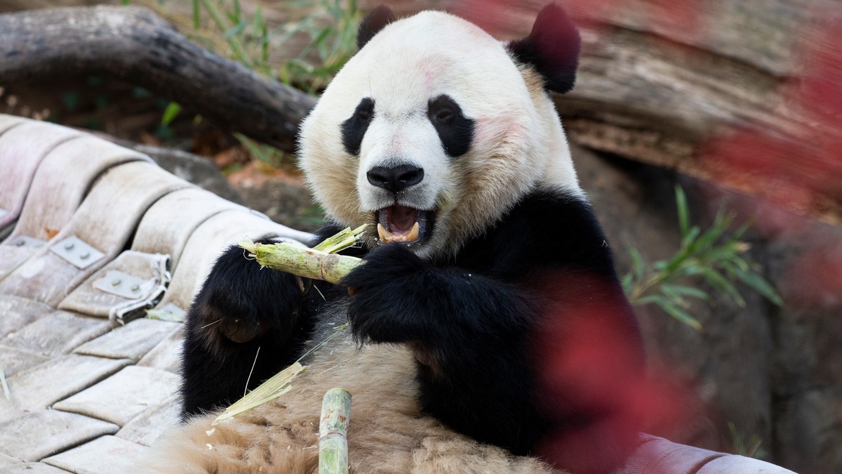 Ursul panda Bei Bei a ajuns din SUA în China, după o călătorie de 16 ore. A fost băgat o lună în carantină