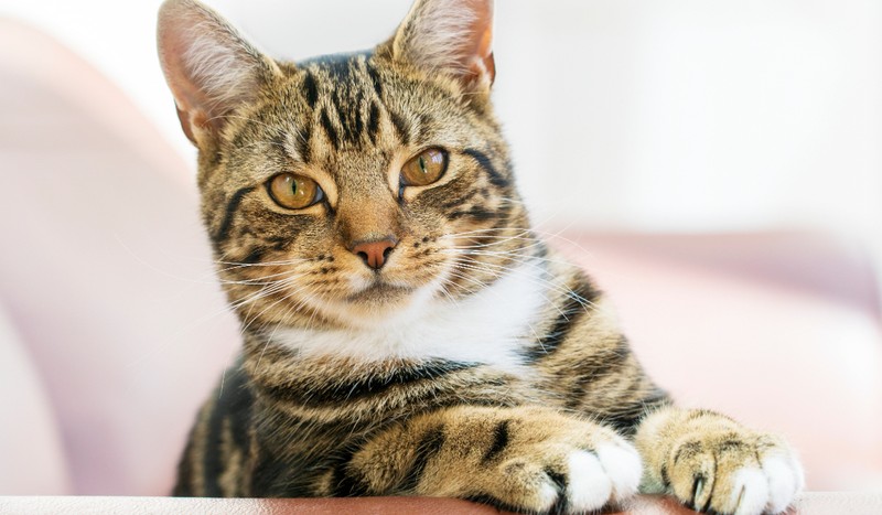 Atunci când o pisică privește o persoană și clipește lent, acest comportament nu este o simplă curiozitate. Foto: Shutterstock
