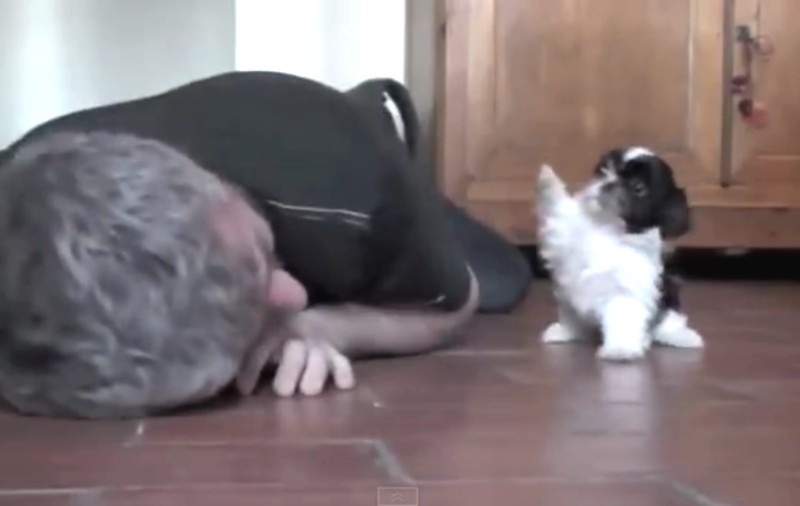 Acest căţeluş ÎŢI VA ÎNVESELI ZIUA! Uite cum se joacă împreună cu stăpânul lui | VIDEO ADORABIL