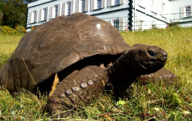 Broasca țestoasă Jonathan, cel mai bătrân animal terestru în viață. Câți ani are și ce record a mai bătut