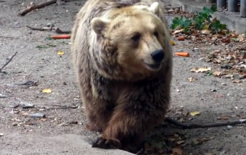 UPDATE / Ursul care a intrat în curtea unui liceu din Miercurea Ciuc a fost împușcat