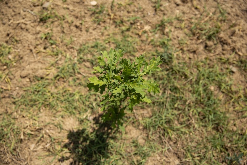Un pui de stejar e deja îngălbenit de soarele de iulie