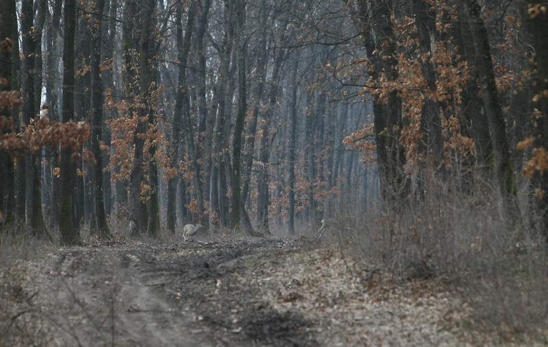 Alegeri parlamentare 2016. 2.000 de copaci vor fi sacrificaţi pentru buletinele de vot
