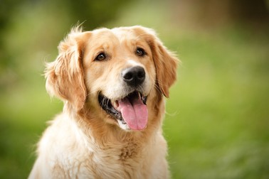 Rase de câini de vânătoare - Golden Retriever