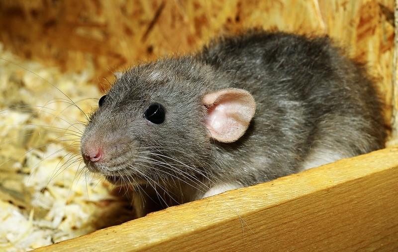 Este alertă în Argentina! 14 oameni au fost uciși de un virus transmis de rozătoare