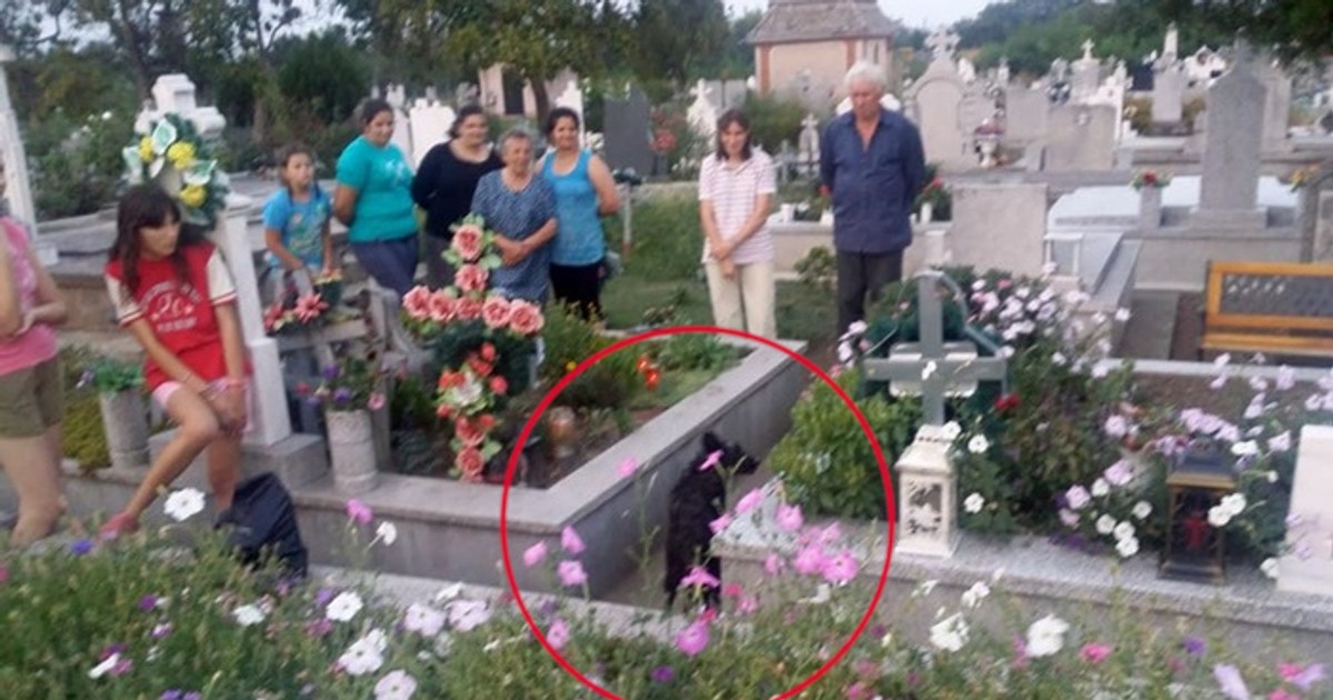 Un câine a fost îngropat de viu într-un cavou din cimitir. Groparii din Sannicolau Mare au pus placa de beton peste el