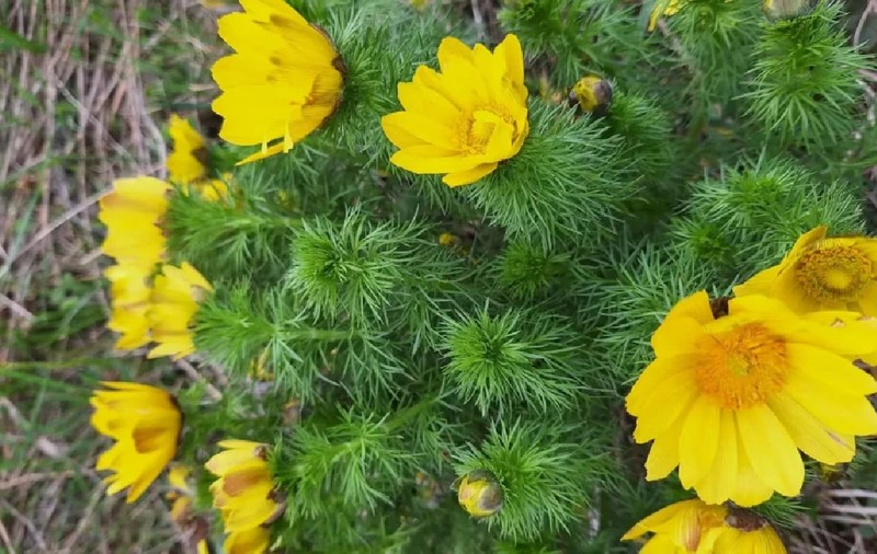 Localitatea din România în care florile galbene oferă un spectacol unic de Paște