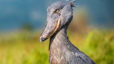 Păsărea cu cioc-pantof, pe cale de dispariție. Foto Heute