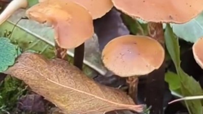 ciuperci ghebe padure