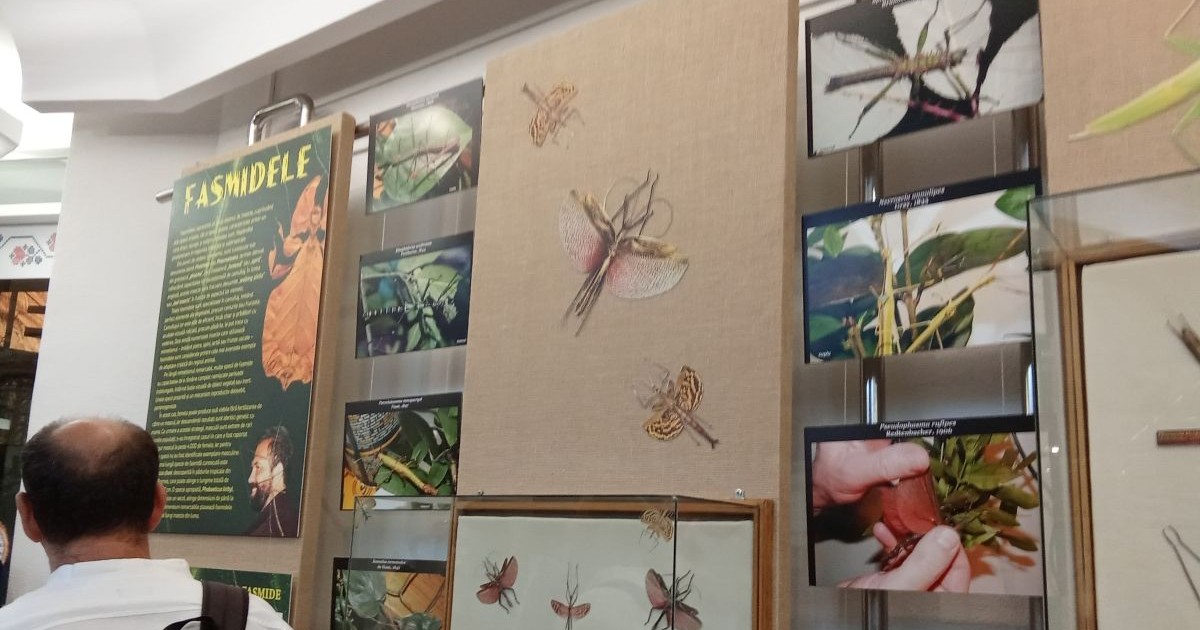 Spațiu expozițional la Galați dedicat „Fasmidelor”, insecte spectaculoase prin abilitatea de camuflare, septembrie 2025