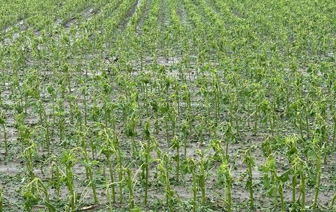 Agra Asigurări - daune agricultură
