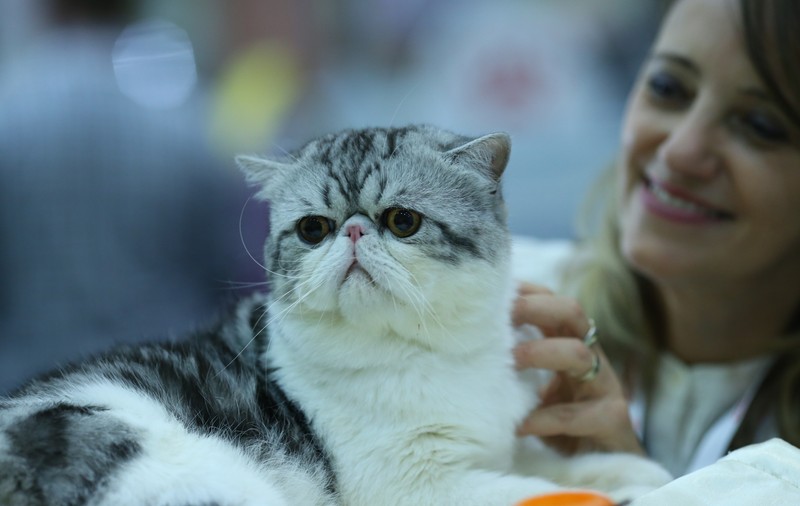 FOTO EXCLUSIV/ Expoziție de feline la Romexpo. Peste 250 de pisici de rasă din toată lumea vor putea fi admirate în acest weekend
