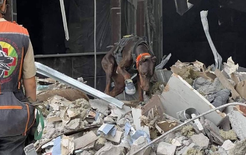Povestea emoționantă a dobermanului-erou Hanna din Ucraina: „A salvat peste 170 de vieți până în ultima zi de viață”
