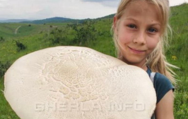 Ciuperci de dimensiuni impresionante descoperite la Cluj – imagini virale