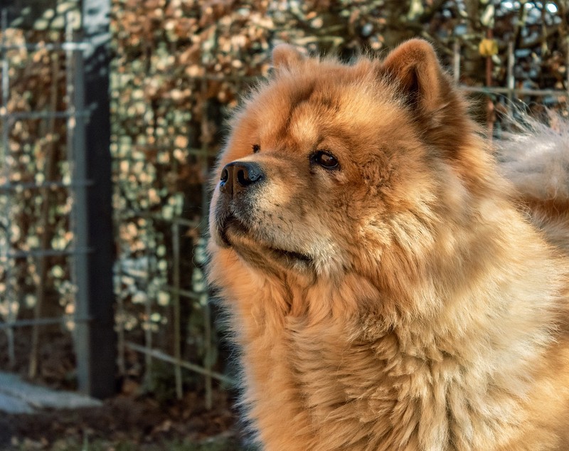 Rasa Chow Chow - ce caracteristici și temperament are câinele cu limba albastră